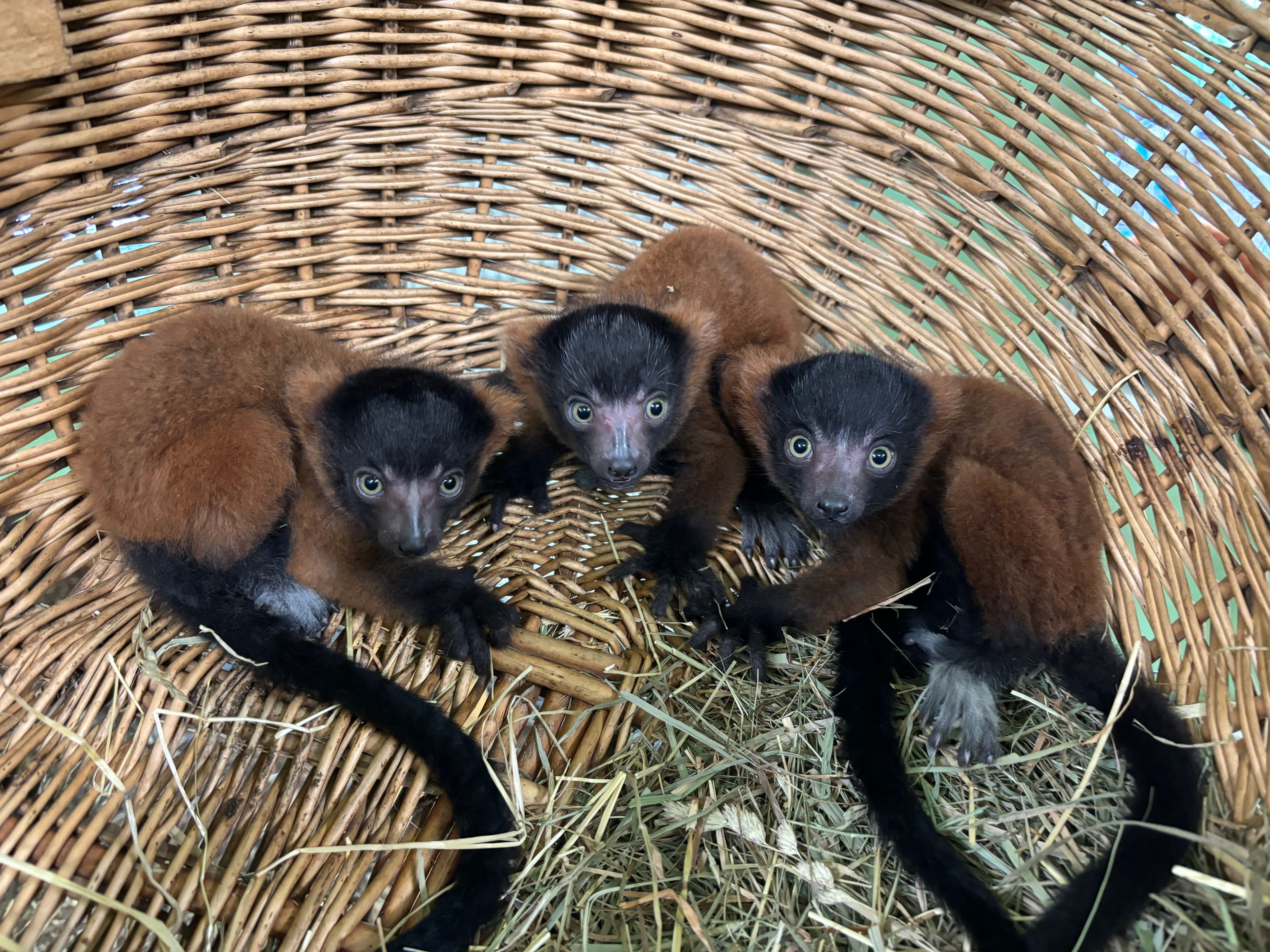 Dreifache Freude im Tierpark Senftenberg